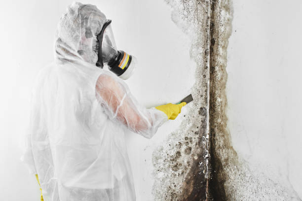 Home Mold Removal in Galva, KS