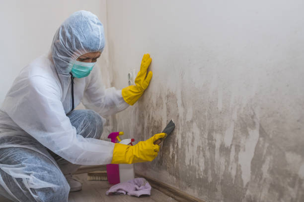 Best Professional Mold Removal  in Galva, KS