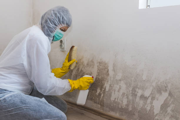 Best Professional Mold Removal  in Galva, KS