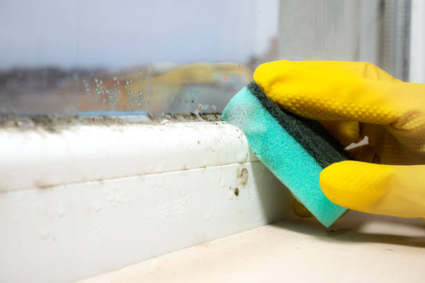 Best Same-Day Mold Removal  in Galva, KS