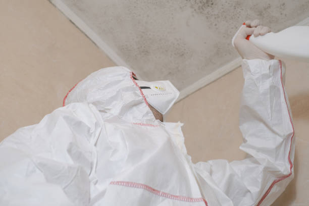 Best Local Mold Removal Service  in Galva, KS