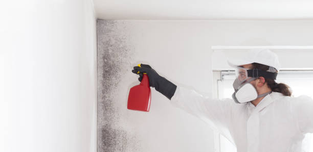 Best Attic Mold Removal  in Galva, KS