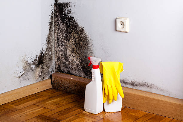 Best Best Mold Removal Companies  in Galva, KS